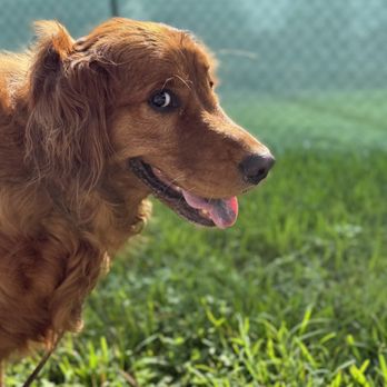 Lakeside Animal Clinic - Veterinarians Near Me - Houston, Texas Lakeside Animal Clinic - Veterinarians Near Me - Houston, Texas