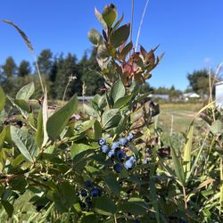 Cascade Blueberry Farm