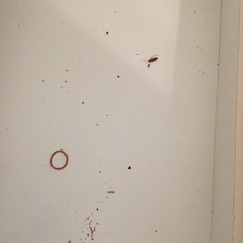 Landrum Sharon Realty - This was during move-in. Dirt and dead bugs in cabinets. - Property Management Near Me - Louisville, Kentucky Landrum Sharon Realty - This was during move-in. Dirt and dead bugs in cabinets. - Property Management Near Me - Louisville, Kentucky