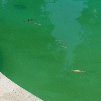 Borba Property Group - COMMUNITY POOL - Property Management Near Me - Long Beach, California