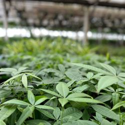 Foothill Nursery - Lots of money trees