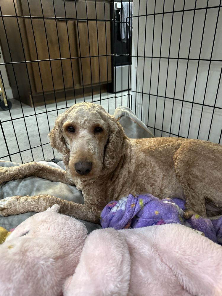 CHARLIE’S GROOMING Updated August 2024 21 Photos 609 North Ave