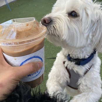 Coffee Muse - Looks like my doggie son Levi approves the nutty smell can't have it though). - Coffee & Tea Near Me - Santa Ana, California Coffee Muse - Looks like my doggie son Levi approves the nutty smell can't have it though). - Coffee & Tea Near Me - Santa Ana, California