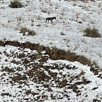 Colorado Sightseer - Coyote? - Tours Near Me - Denver, Colorado