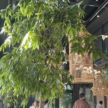ilili DC - Some of the beautiful green foliage which makes up much of the inside decor - Lebanese Near Me - Washington, DC, District of Columbia