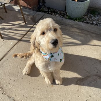 All Paws In Pet Salon - Pet Groomers Near Me - Rialto, California All Paws In Pet Salon - Pet Groomers Near Me - Rialto, California