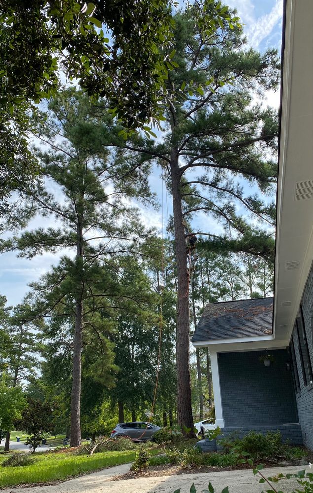 Nate Foster Tree Care - tree service in Chapin, SC