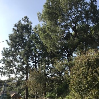McMartin Tree Experts - Before picture - Tree Services Near Me McMartin Tree Experts - Before picture - Tree Services Near Me
