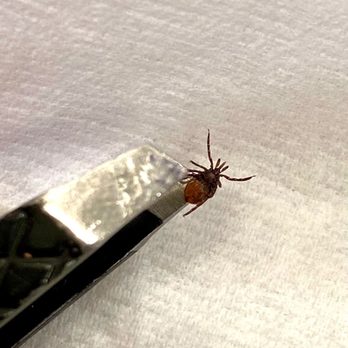 Nextgen Pest Solutions - Ticks pose serious health risks to people and pets. If you're finding them nearby, call Nextgen Pest Solutions for targeted tick control. - Pest Control Near Me - West Palm Beach, Florida Nextgen Pest Solutions - Ticks pose serious health risks to people and pets. If you're finding them nearby, call Nextgen Pest Solutions for targeted tick control. - Pest Control Near Me - West Palm Beach, Florida