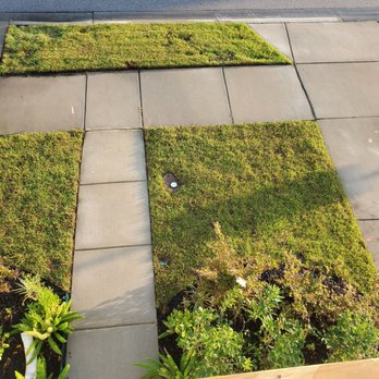 Curb Appeal Landscaping - Front lawn 3 days after new sod installation. - Landscaping Near Me Curb Appeal Landscaping - Front lawn 3 days after new sod installation. - Landscaping Near Me