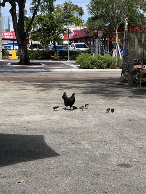 Los Pinarenos, Fruteria by null