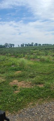 Homestead Farm by null