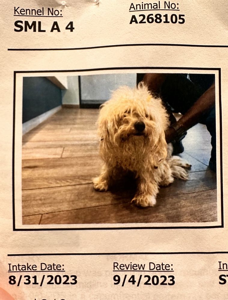 POOCH SAVERS RESCUE Updated October 2024 Dallas, Texas Pet