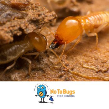 No To Bugs - Pest Control Near Me No To Bugs - Pest Control Near Me