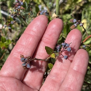 The Land - Tiny blueberries in the garden! - Venues & Event Spaces Near Me - Philo, California