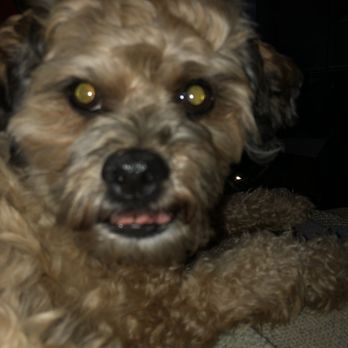 Pono's Pooch Spa - Before Shot of my dog. - Pet Groomers Near Me - Hawthorne, California