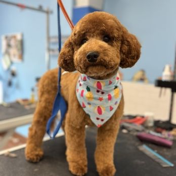 Jauja Pet By Yanet - Pet Groomers Near Me - Greenwich, Connecticut Jauja Pet By Yanet - Pet Groomers Near Me - Greenwich, Connecticut