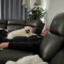 Photo of Kendie's Pugs and Puppies