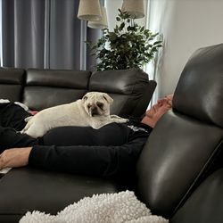 Kendie's Pugs and Puppies - Blizzard