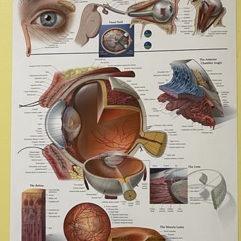 Gray Keith A MD PA - The eye poster that hangs in the office. - Internal Medicine Near Me - Orlando, Florida