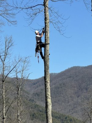 Tree Services - ADEX Land Solutions offers professional tree services, including expert tree trimming, to help keep your property safe and looking its best. Whether you need routine maintenance, hazardous limb removal, or complete tree care, our experienced team is dedicated to ensuring healthy, beautiful landscapes. Count on ADEX Land Solutions for reliable service and quality results tailored to your needs.