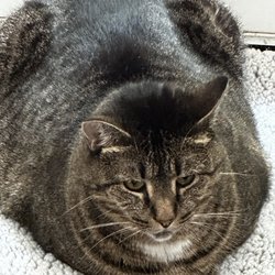 King's Crossing Animal Hospital - Our sweet girl
