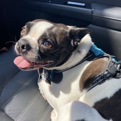 Kingsbrook Animal Hospital - Stress free visit 10/10