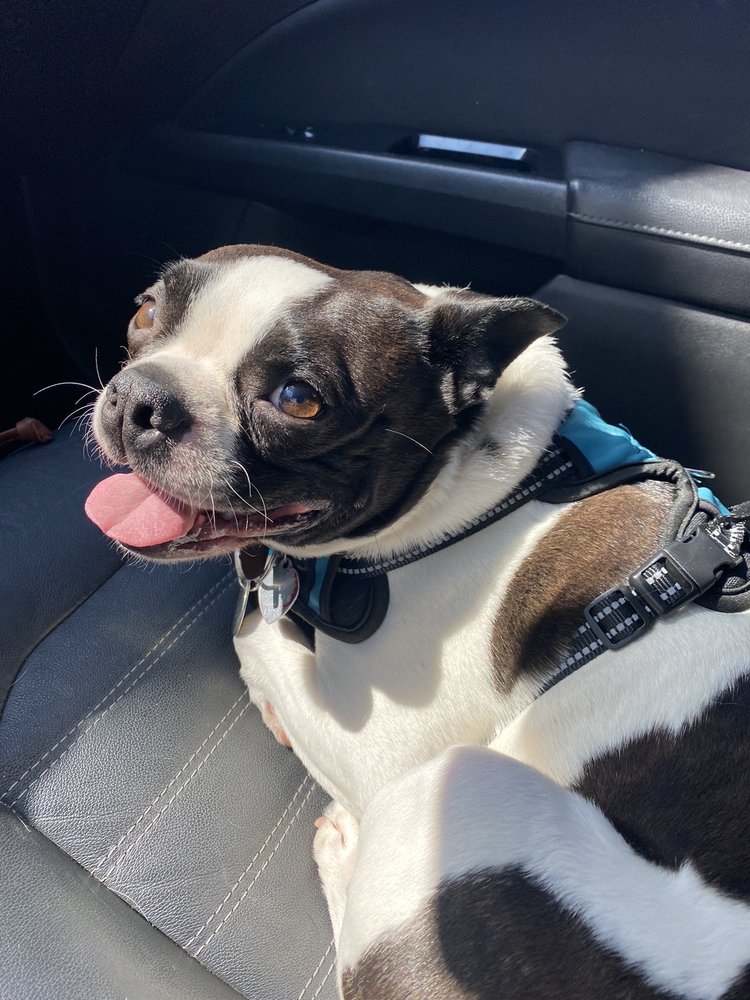 KINGSBROOK ANIMAL HOSPITAL with reviews Updated September 2024 62