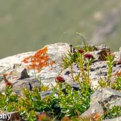 Wheeler Peak - Marmot on the trail.