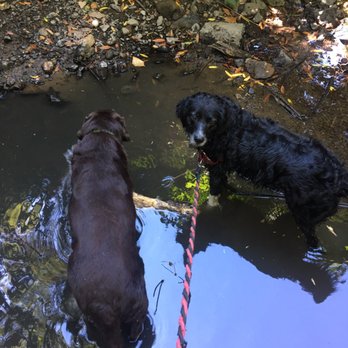 Denise's Pet Care - A great way to cool off on a hot day! - Dog Walkers Near Me - Oakland, California
