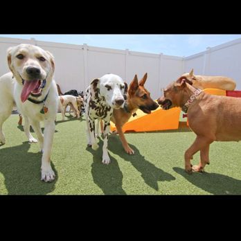 Wagging Lounge Dog Resort - Pet Sitting Near Me - Columbia, Maryland