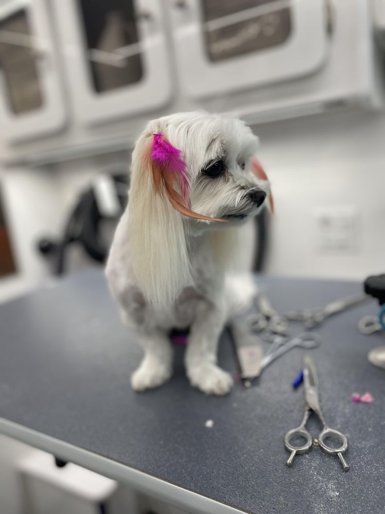 BEVERLY HILLS MOBILE GROOMING Updated September 2024 47 Photos & 12