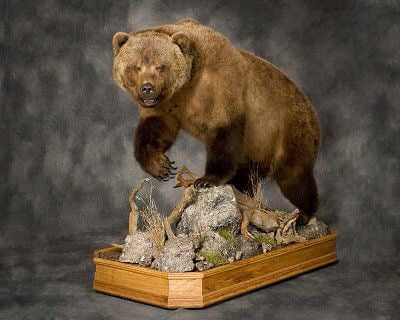 DeLaite’s Taxidermy - taxidermy in Lincoln, ME