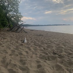Thayer Beach - Seagull on beach
