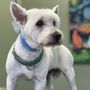 Photo of Stinkin’ Cute Grooming Salon