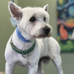 Stinkin’ Cute Grooming Salon - West highland terrier