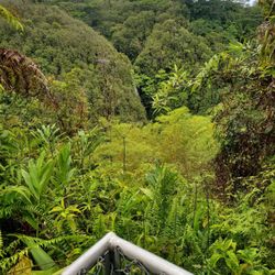 Akaka Falls State Park - Through all the vegetation in the middle you could barely see Kahuna Falls.