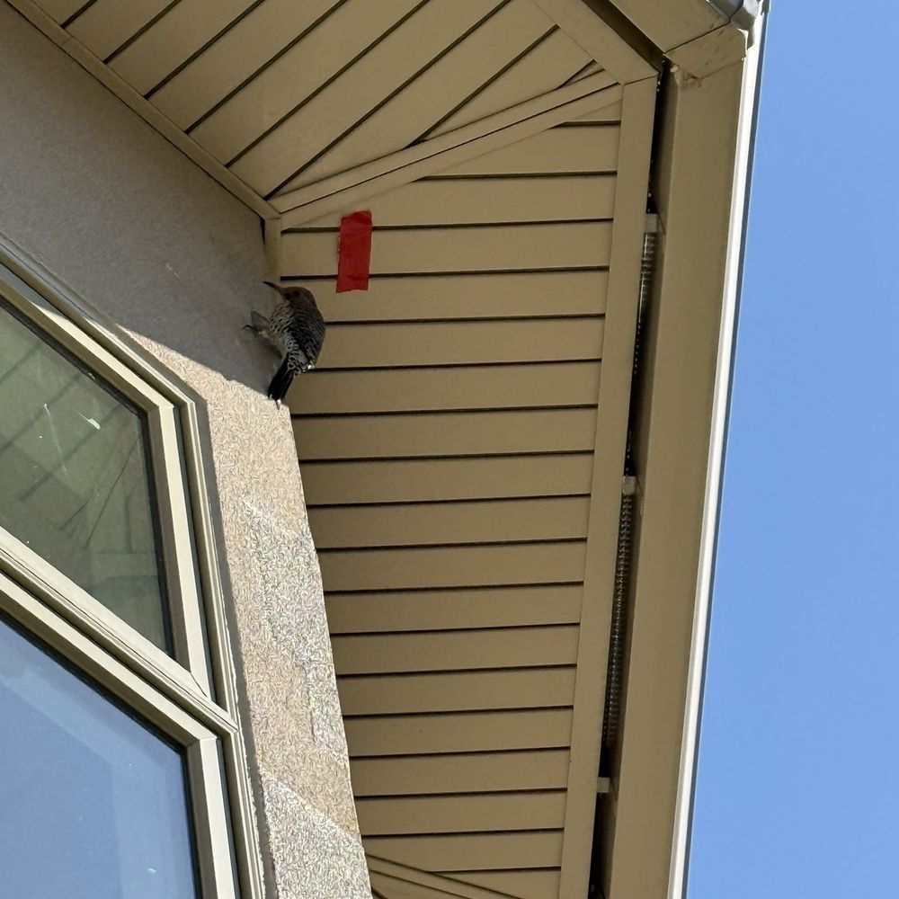 Critter Control - Pest Control Near Me
