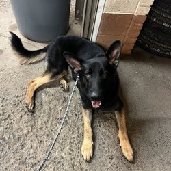 The Canine Canal - dog