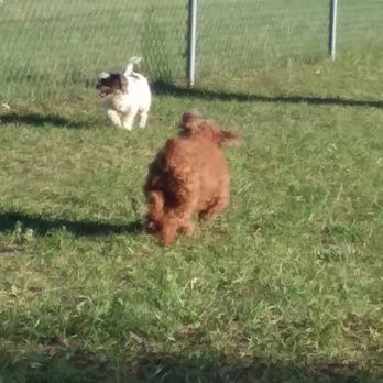Letty Towles Dog Park - I had fun running with new buddys. - Dog Parks Near Me - Ocala, Florida Letty Towles Dog Park - I had fun running with new buddys. - Dog Parks Near Me - Ocala, Florida