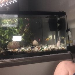 My Glo tetras My Glo tetras