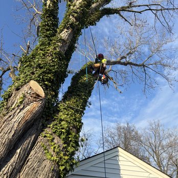 Koschel’s Tree Care - Tree Services Near Me Koschel’s Tree Care - Tree Services Near Me