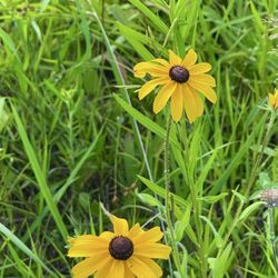 Veteran Acres Park - Black eyed Susans at Veteran Acres, Crystal Lake one of many photos I took!