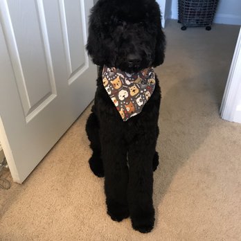 Happy Grooming - Pet Groomers Near Me - Arlington, Virginia Happy Grooming - Pet Groomers Near Me - Arlington, Virginia