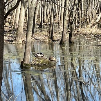 LaBagh Woods - Water views from off trail wooded area - Parks Near Me - Chicago, Illinois