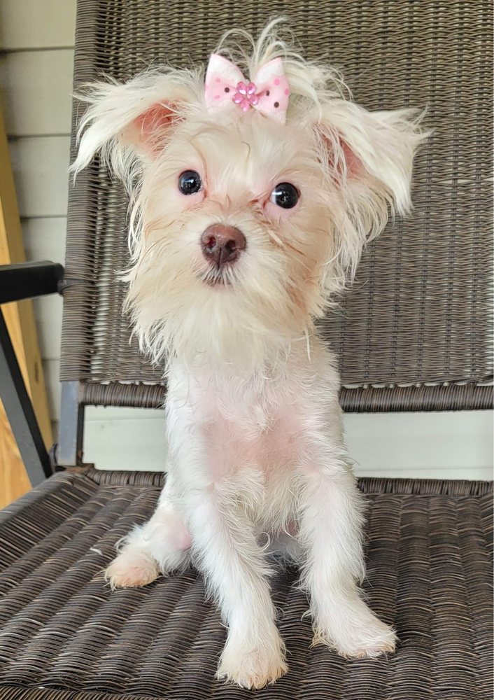 THE YORKIE SHACK Updated October 2024 15 Photos Jacksonville