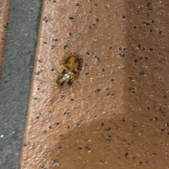 McDonald's - a dead bird on the ground - Fast Food Near Me - Orlando, Florida McDonald's - a dead bird on the ground - Fast Food Near Me - Orlando, Florida