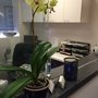 Photo of Rebecca Yan's, DDS