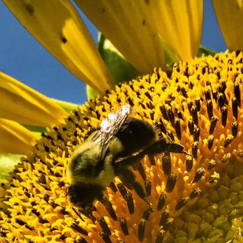 McKee-Besher WMA - July 2018 Sunflowers bumblebee - Parks Near Me McKee-Besher WMA - July 2018 Sunflowers bumblebee - Parks Near Me