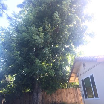 Doug Petersen Tree Service - Walnut tree in our backyard day before.. - Tree Services Near Me - Sacramento, California Doug Petersen Tree Service - Walnut tree in our backyard day before.. - Tree Services Near Me - Sacramento, California